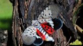 Spotted lanternfly sticky traps are harmful to other wildlife, experts say