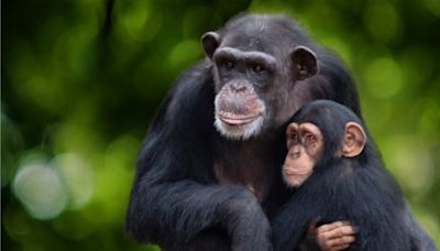 Meet the Chimps Season 1 Streaming: Watch & Stream Online via Disney Plus