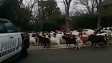 Baa-d Boys: Video Shows Escaped Goats Evading Police In Texas Neighborhood