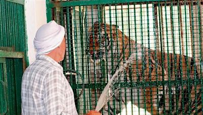 Coolers, water sprinklers, bamboo mesh keeping animals cool at Rohtak mini-zoo