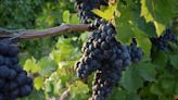 In the Finger Lakes, Cabernet Franc Is The New Superstar