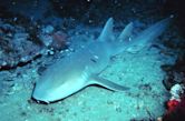 Nurse shark