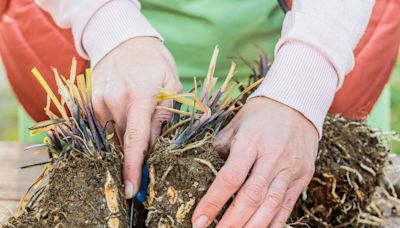 Gardener urges Brits to complete 4 essential jobs this weekend