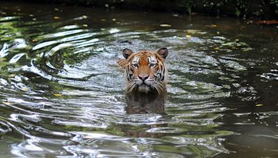 Malayan tiger on ‘brink of extinction’ as spate of deaths sparks alarm