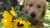 Beacon, el adorable perro de terapia del equipo de gimnasia de EEUU