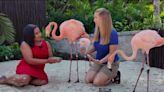 Mingle with Flamingos, swim with dolphins at this Orlando attraction