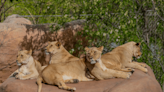 Oklahoma City Zoo welcomes five African lion cubs