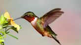 A feast for feathered friends: Creating a hummingbird garden a win for birds, gardeners