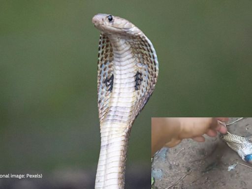 Watch: Cobra swallows cough syrup bottle in Bhubaneswar, viral video sparks discussion on littering