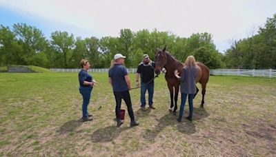 House Appropriations Funds Equine Therapy for Veterans