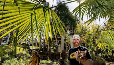Meet some Northwest gardeners who grow palm trees — quite successfully