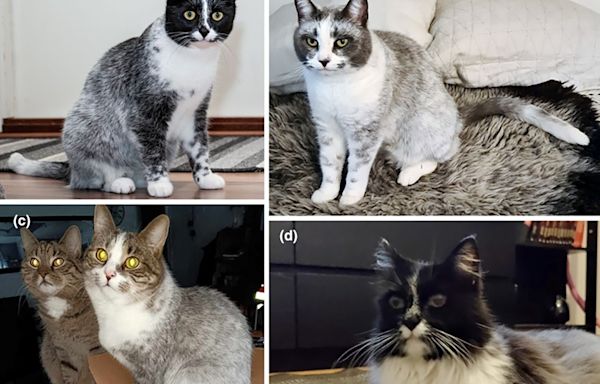 New cat pattern is "salty licorice" mutation