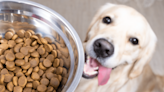 Golden Retriever’s Excitement Over Eating Is Making Everybody Feel Seen