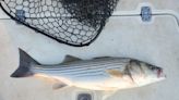 New York DEC reminds Hudson River anglers of new striped bass slot limit regulation - Outdoor News
