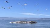 Whale found near Alameda likely died after being hit by ship