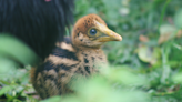 Chick of 'world's most dangerous' bird hatches