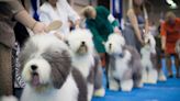 Your Complete Guide to The National Dog Show 2023