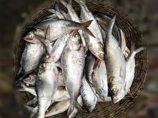 How The Hilsa Ban Lift Is Shaping The Durga Puja Feast In Bengal, Experts Weigh In