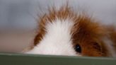 Australian Long-Haired Guinea Pigs Have Their Very Own Show and It's Amazing