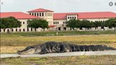 Wayward alligator spotted at MacDill Air Force Base for a second time