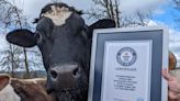 He was saved from the slaughterhouse – now he’s the tallest steer in the world