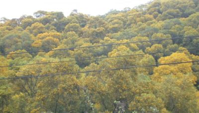 台中鐵砧山開滿相思樹花 金黃色閃閃超壯觀