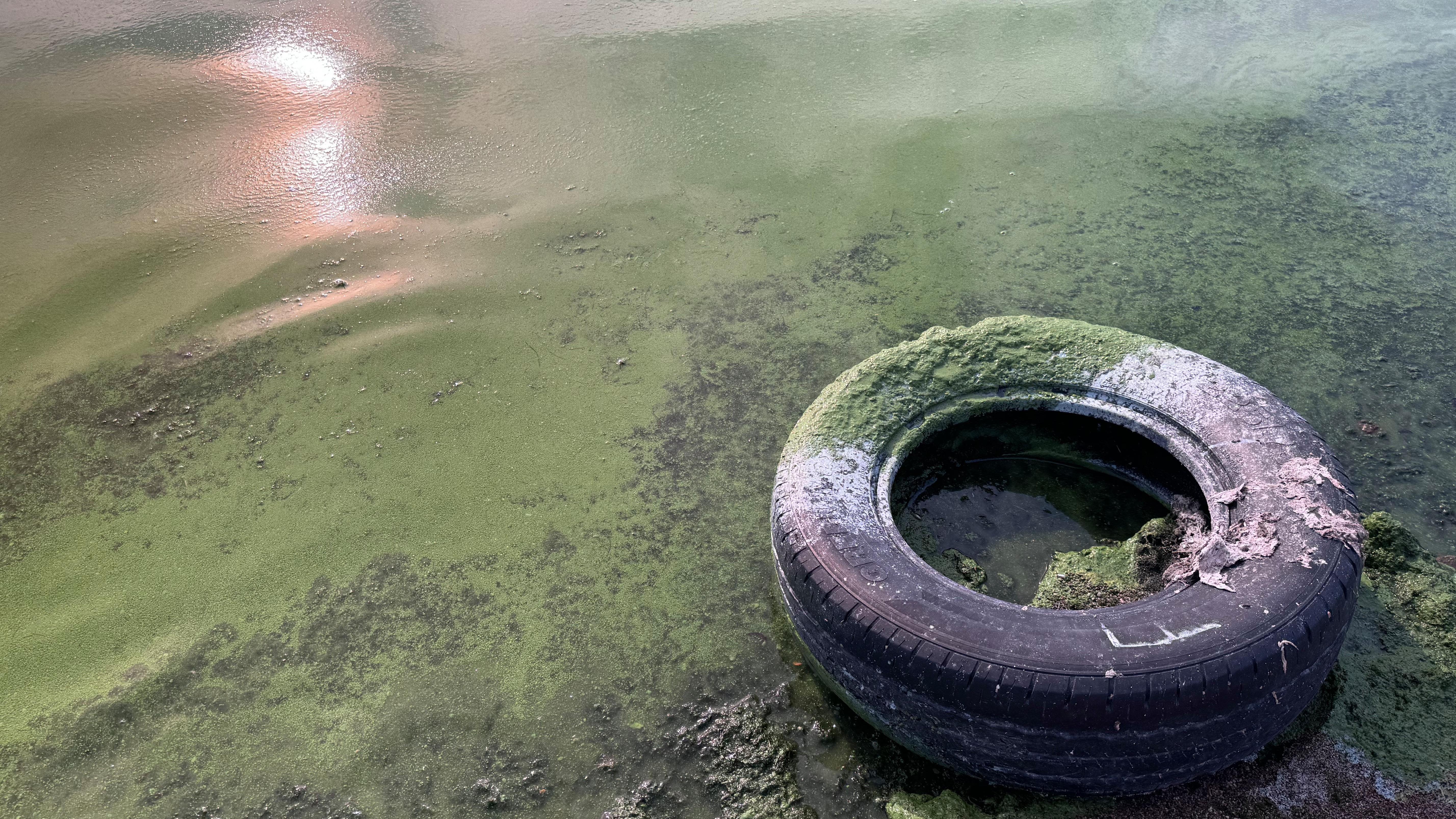 Lough Neagh blue-green algae 'back with a vengeance'