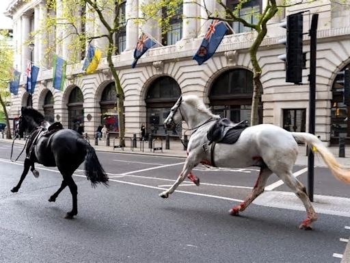 Caballos militares provocan caos en centro de Londres, Inglaterra