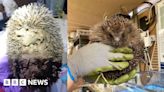 Frozen Hull hedgehog recovers and released back into wild