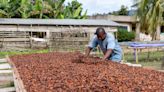 Ghana’s Low Cocoa Crop Hammers Trade Surplus in First Two Months