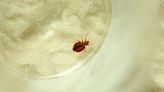 You aren't imagining it: Bedbugs ARE having a moment right now