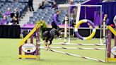 Rescue ‘Miles’ Steals Hearts at Westminster Dog Show 2024