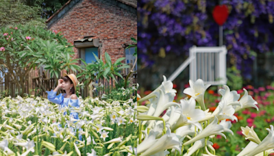 ３大百合花海盛放！嘉義阿嬤古厝爆紅、雲林同框繽紛百葉草飄仙氣 - 玩咖Playing - 自由電子報