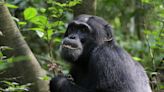 Wild Chimpanzees Found To Treat Illnesses With Medicinal Plants