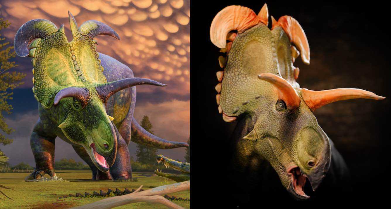 Giant New Species of Dinosaur Named Loki-ceratops for Horns That Look Like the Norse God