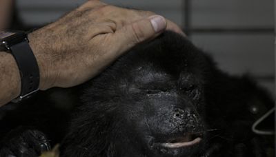 En México, un grito de auxilio por la muerte de monos en medio del calor