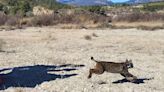 Encuentran muerto en Guadix (Granada) un lince ibérico que había sido liberado en Lorca