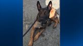 ‘Our hearts are heavy’: Elizabeth Township K-9 officer Eli dies after demonstration