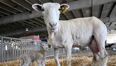 LA County Fair 2024: Livestock competition back in operation