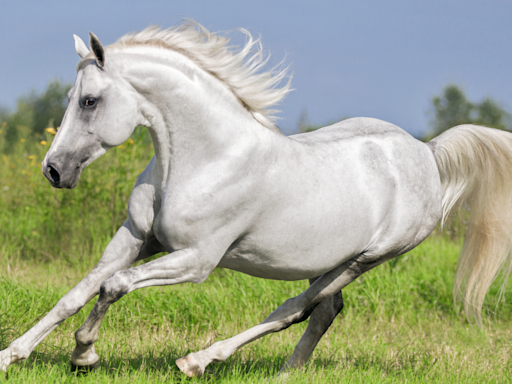 Horses Takes a Tumble During a Case of the Zoomies and It's Irresistible