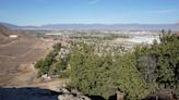 A sacred 13,000-year-old tree faces off with a California real-estate development