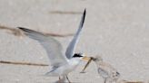 It's summer at the NJ shore. Share the sand with beach-nesting birds