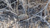 Critically Endangered Mojave Tortoises Emerge from Winter Shelter