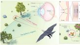 Innovative bird eye–inspired camera developed for enhanced object detection