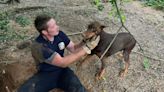 Dog stuck under tree in Texas rescued by emergency crews
