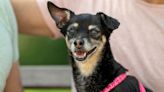 Rescue Partners up With Hill’s Pet Nutrition for Senior Dog Adoption