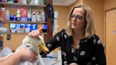 What spiking US veterinary prices reveal about inflation