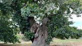 360-year-old Greenwich Park sweet chestnut on Tree of the Year shortlist