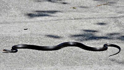 Snakes Nearly on a Plane: Reptile Caught Trying to Enter the Dallas Fort Worth Airport