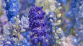 How to Grow and Care for Delphinium